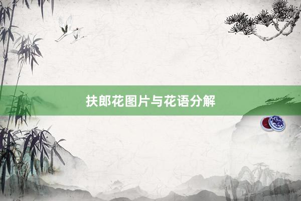 扶郎花图片与花语分解